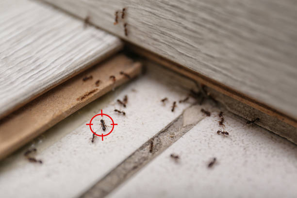 Best Residential Pest Control  in Monument, CO