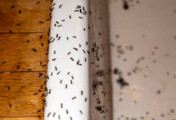 Pest Control for Restaurants in Monument, CO